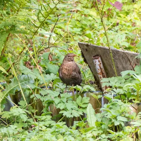 Entier Dans Un Ecrin De Verdure Thann