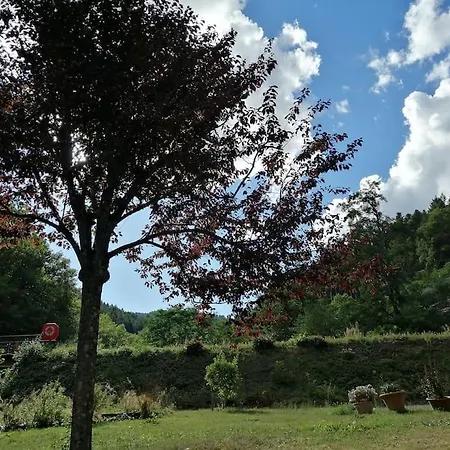 Entier Dans Un Ecrin De Verdure Thann