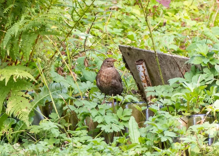 Entier Dans Un Ecrin De Verdure Thann